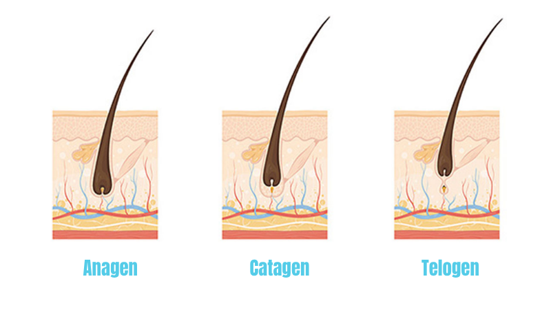 Tóc trải qua ba giai đoạn: Anagen, Catagen, Telogen